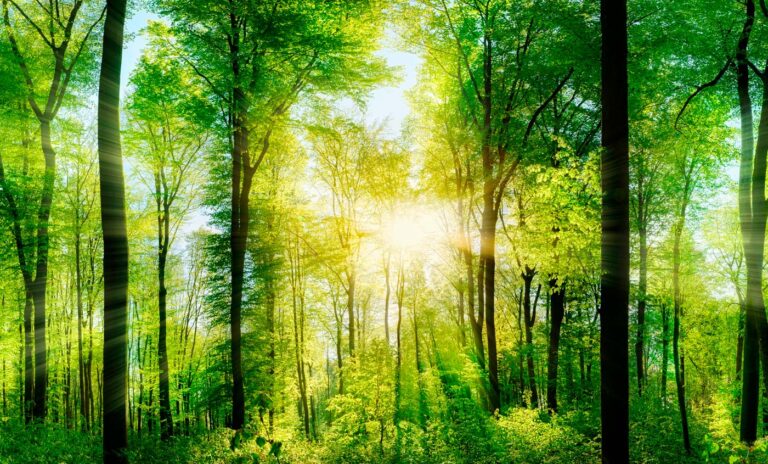 Raggi di sole che attraversano un bosco