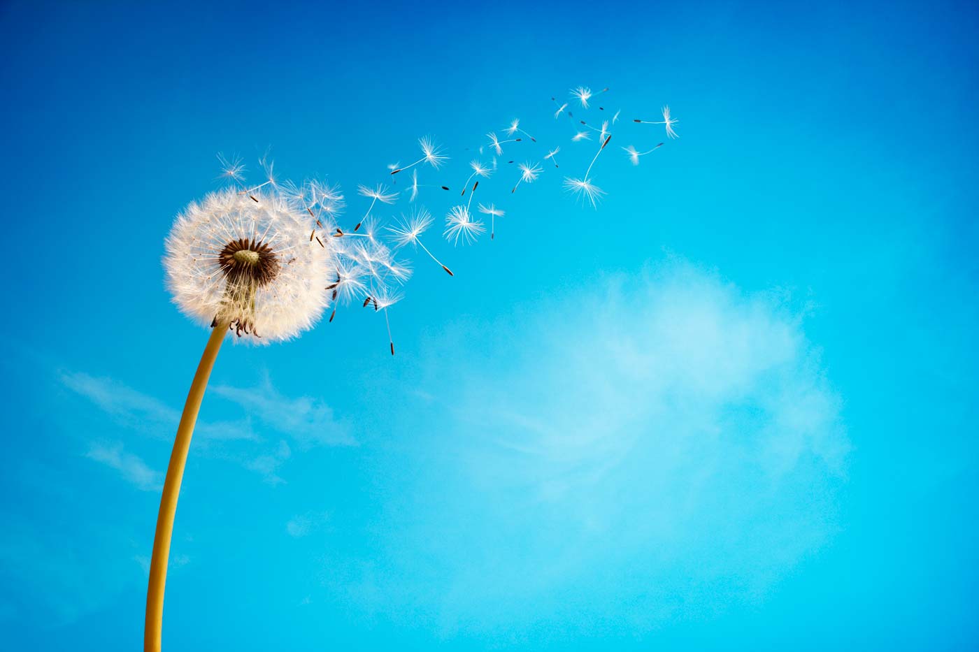 Soffione e cielo azzurro